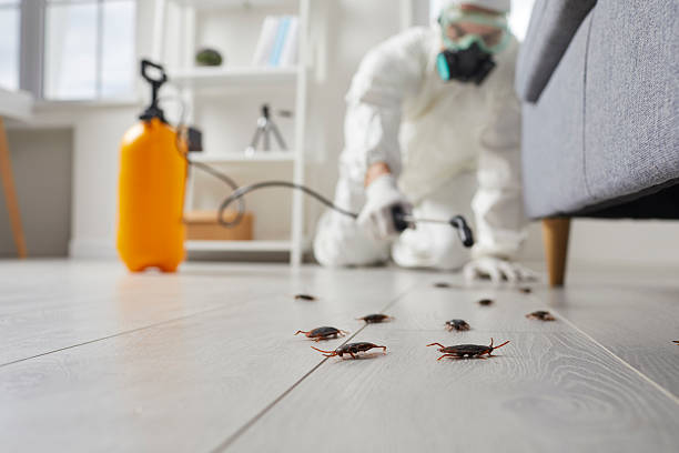 Post-Treatment Bed Bug Interceptor Monitoring in Bryans Road